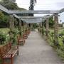 Rose Garden & Pavilion - Royal Botanic Garden Sydney