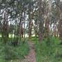 Centennial Park - Ash Paddock