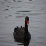Centennial Park - Duck Pond