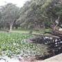Centennial Park - Lachlan Reserve