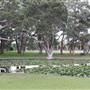 Centennial Park - Lachlan Reserve