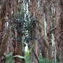 Centennial Park - Lachlan Swamp