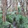 Centennial Park - Lachlan Swamp