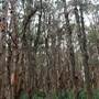 Centennial Park - Lachlan Swamp