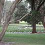 Centennial Park - Lachlan Swamp