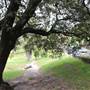 Centennial Park - Paperbark Grove
