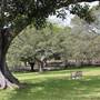 Centennial Park - Paperbark Grove