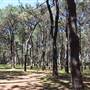 Centennial Park - Pine Grove