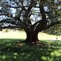 Centennial Park - Queens Park