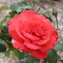 Centennial Park - Rose Garden