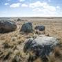 Monaro Plains