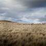 Monaro Plains