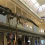 Australian Museum