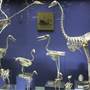 Australian Museum