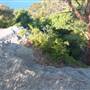 Middle Head Fortifications