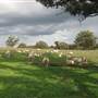Rainevale Park/Mymms Farm