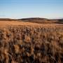 Monaro Plains