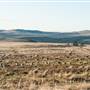 Monaro Plains