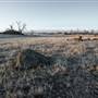 Monaro - Winter Frost