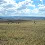 Monaro Plains