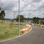 Barangaroo Reserve