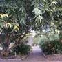 St Ignatius College, Riverview - Grounds/Sportsfields