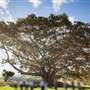 Coopers Shoot Byron Bay Hinterland Private Property