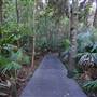 Minnamurra Rainforest Walk - Budderoo National Park