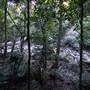 Minnamurra Rainforest Walk - Budderoo National Park