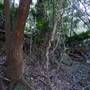 Minnamurra Rainforest Walk - Budderoo National Park