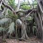 Lord Howe Island