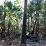 Munmorah State Conservation Area - Palms Picnic Area