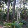 Munmorah State Conservation Area - Palms Picnic Area