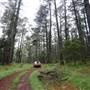 Jenolan State Forest