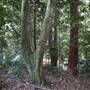 Red Cedar Flat picnic area