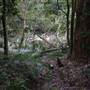 Red Cedar Flat picnic area