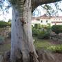 Rookwood Cemetery