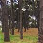 Centennial Park - Pine Grove