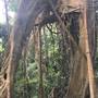 Ardeena - Jungle / Rainforest Private Property
