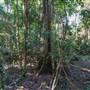 Ardeena - Jungle / Rainforest Private Property