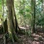 Ardeena - Jungle / Rainforest Private Property