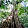 Ardeena - Jungle / Rainforest Private Property