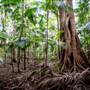 Ardeena - Jungle / Rainforest Private Property