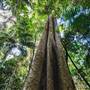 Ardeena - Jungle / Rainforest Private Property