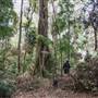 Ardeena - Jungle / Rainforest Private Property