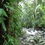 Terania Creek - Waterfalls & Rainforest