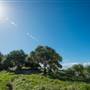 Fingal Head Lighthouse & Coastal Reserve
