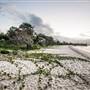 Hickey Island - Yamba