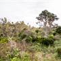 Hickey Island - Yamba