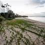 Hickey Island - Yamba